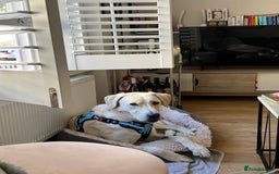 Labrador Retriever dogs for sale: Labrador Looking for His Forever Home - Image 11