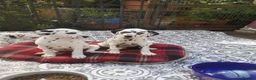 Dalmatian dogs for sale: Beautiful Purebred Black-Spotted Dalmatian Puppies in Norwich - Advert 5