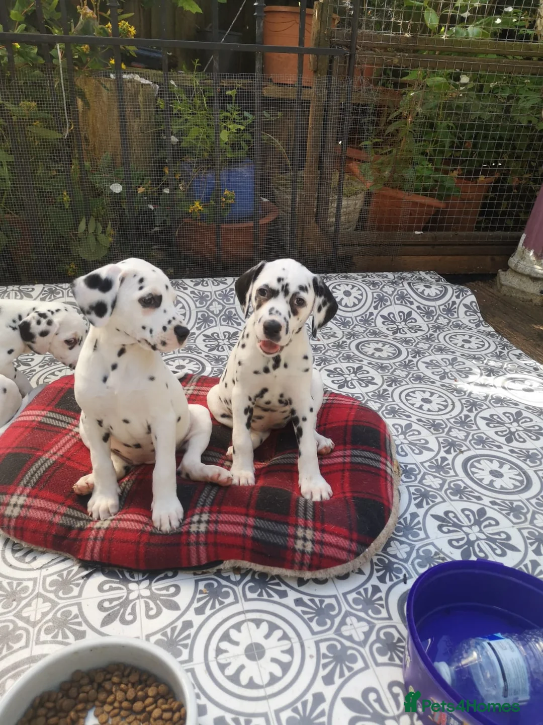 Dalmatian dogs for sale: Beautiful Purebred Black-Spotted Dalmatian Puppies in Norwich - Advert 5