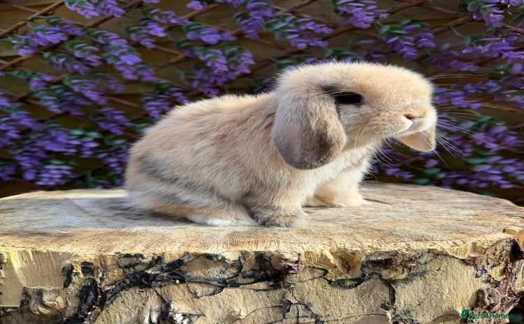 Mini Lop rabbits - Advert 3