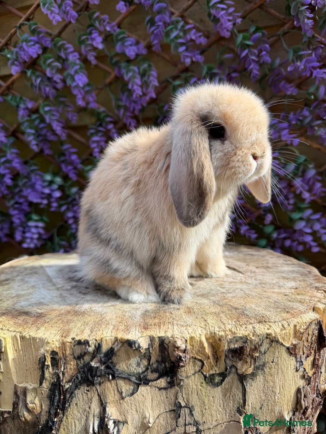Mini Lop rabbits for sale: Harlequin Mini Lop Buck - Image 1