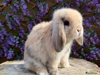 Mini Lop rabbits - Advert 10