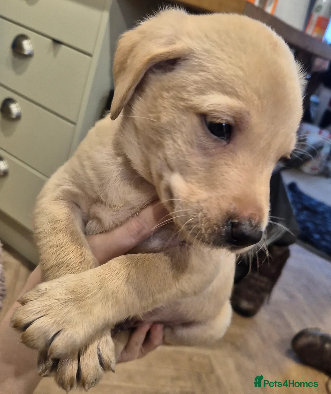 Labrador Retriever dogs for sale: KC Reg Yellow Lab Puppy - Advert 5