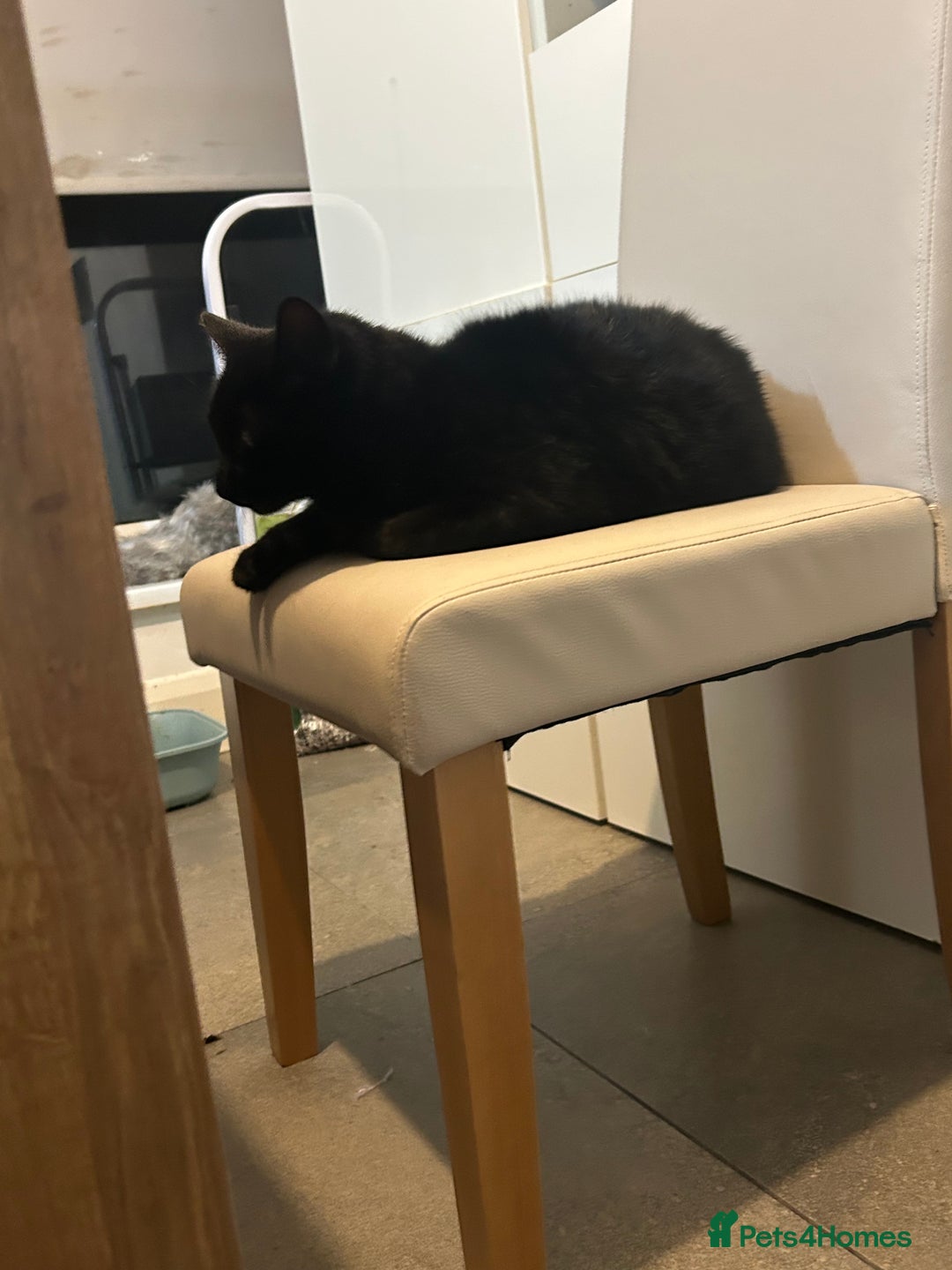 Mixed Breed cats for sale: 4 Loving Cats Seeking Forever Homes - Image 16