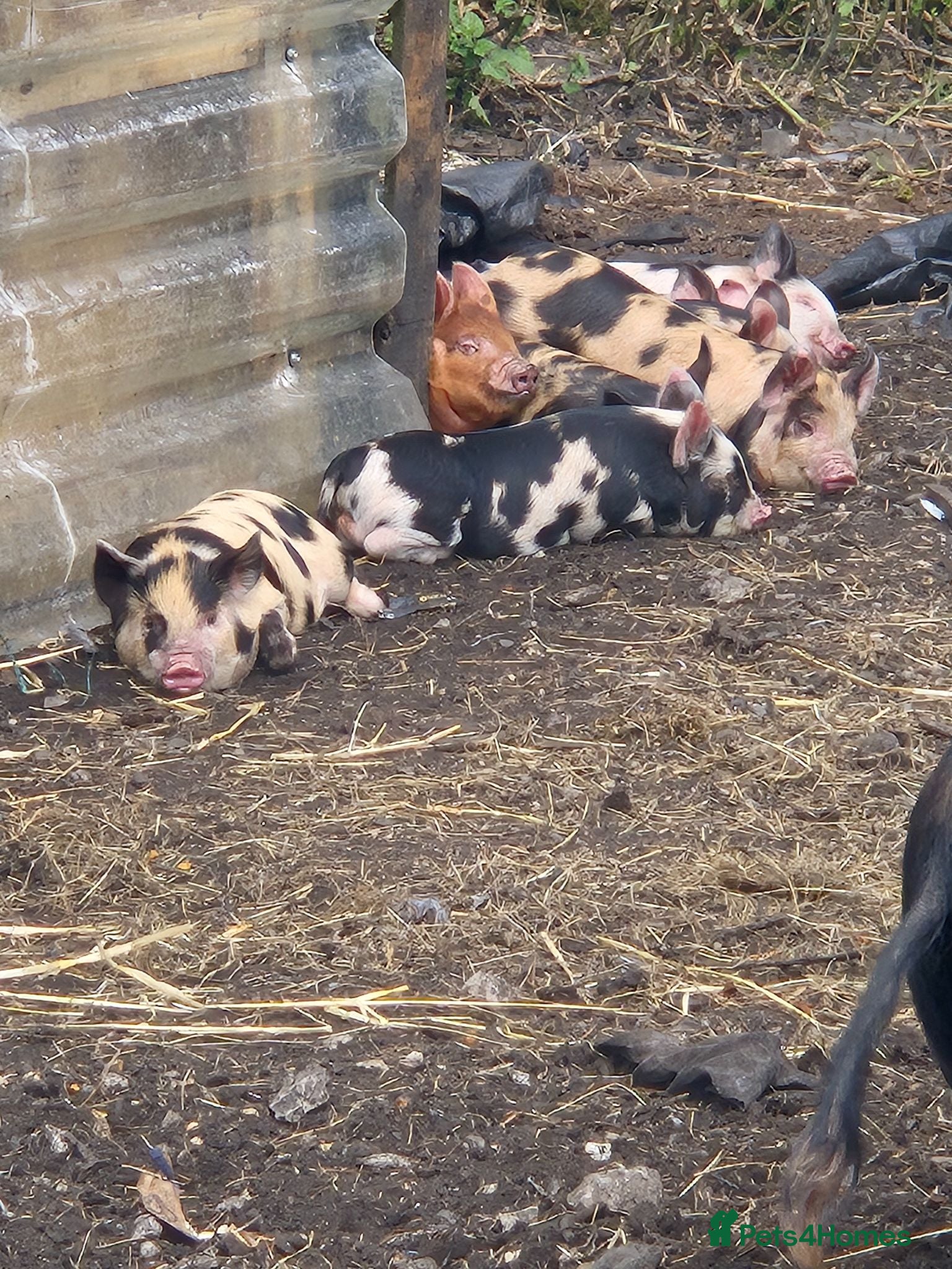 Pig livestock for sale: Micro pigs - Advert 1