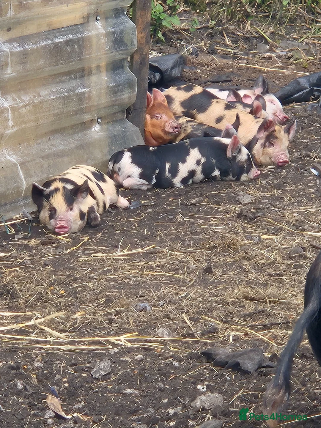 Pig livestock for sale: Micro pigs in Lancaster - Advert 1