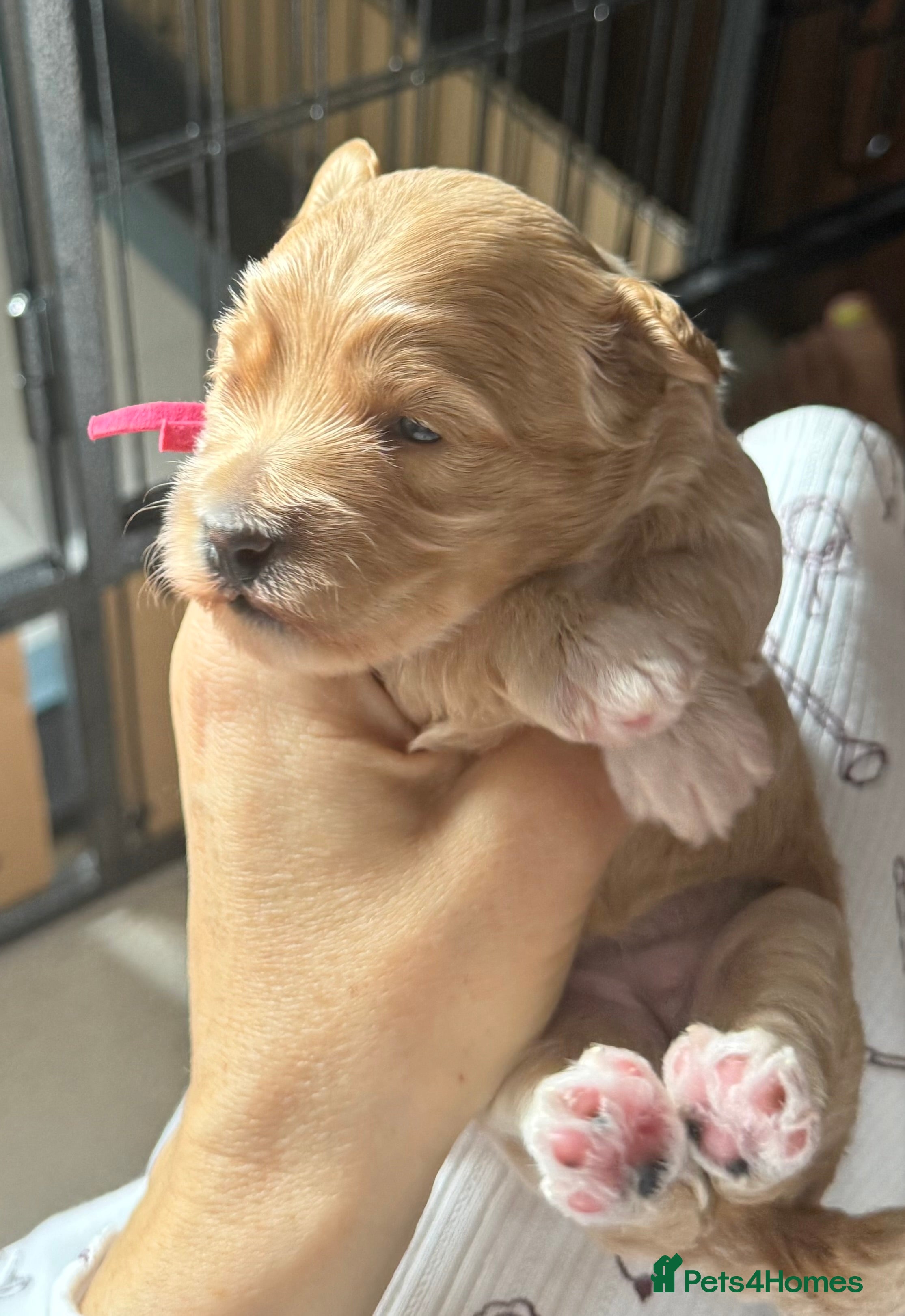 Maltipoo dogs for sale: Beautiful maltipoo puppies F1 - Advert 2