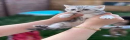 British Shorthair cats for sale: British Shorthair Kittens  - Advert 12