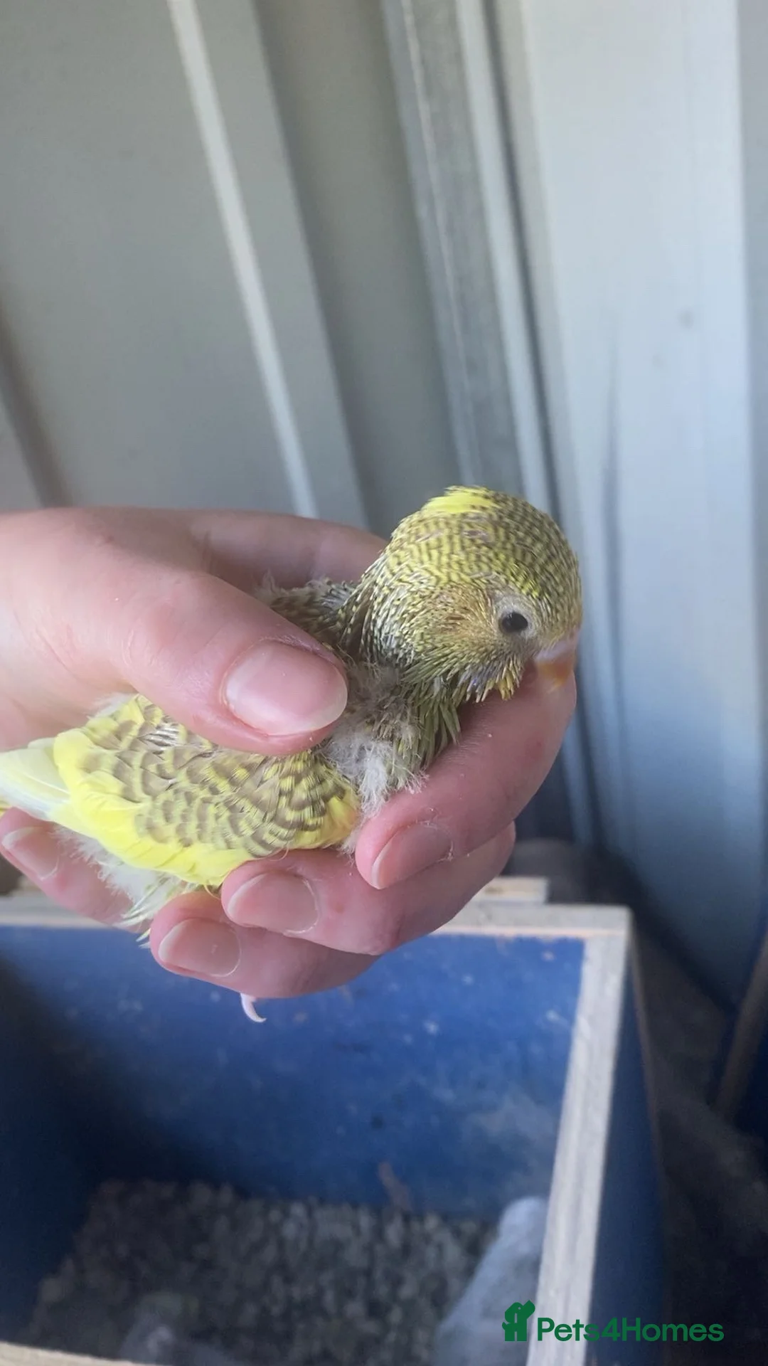 Budgerigars birds for sale: Female baby budgies - Advert 2