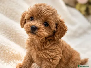 Maltipoo dogs 💥Ready to go Tiny teddy bear f1b Asian maltipoo💥 - Advert 3
