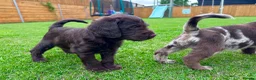 Labradoodle dogs for sale: Chocolate & chocolate Merle Babies 🐾🐾🐾 - Advert 13