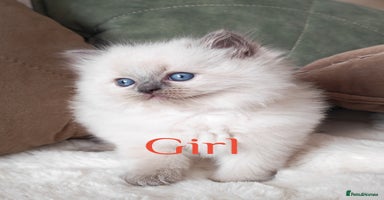 Ragdoll cats GCCF REGISTER KITTENS  - Advert 16