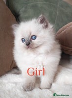 Ragdoll cats GCCF REGISTER KITTENS - Advert 5