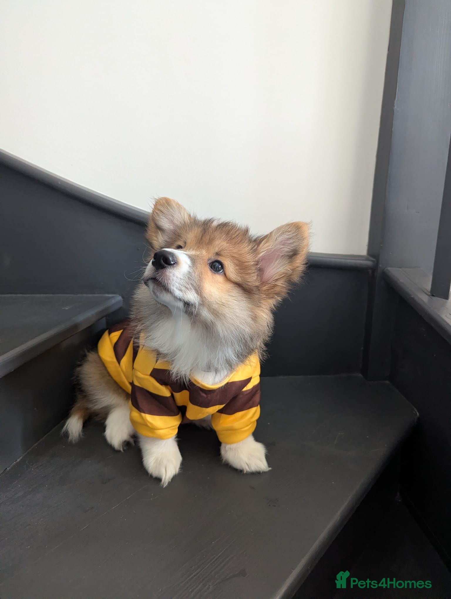 Welsh Corgi Pembroke dogs 💙Stunning Fluffy Corgi Puppies💙 2 BOYS left - Advert 2
