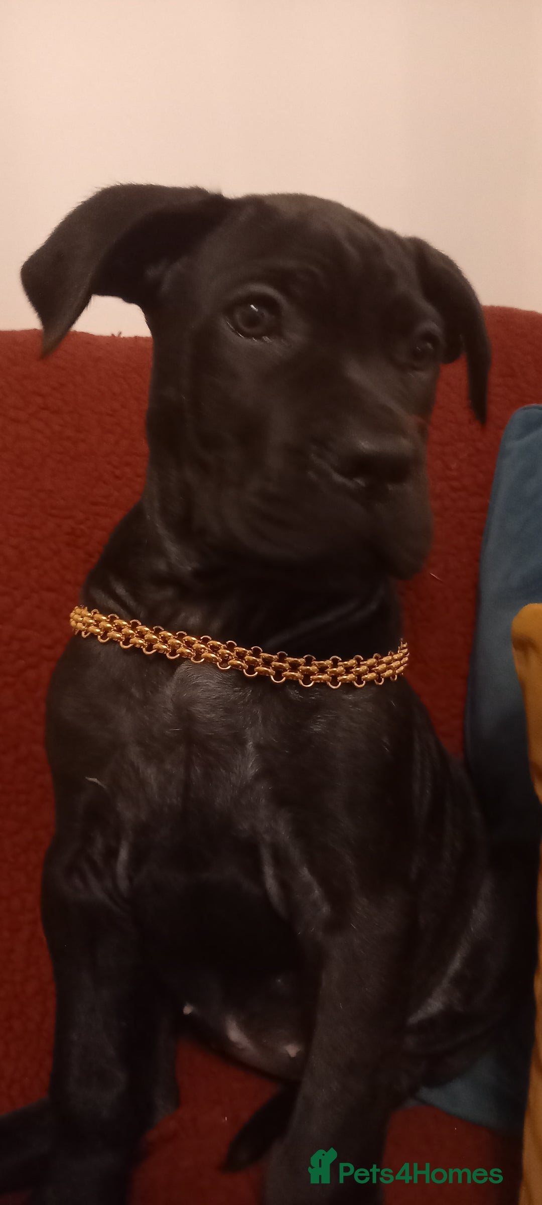 Cane Corso dogs for sale: ANNOUNCEMENT ONLY UK LITTER DEL DYRIUM LINES  🖤  - Advert 37