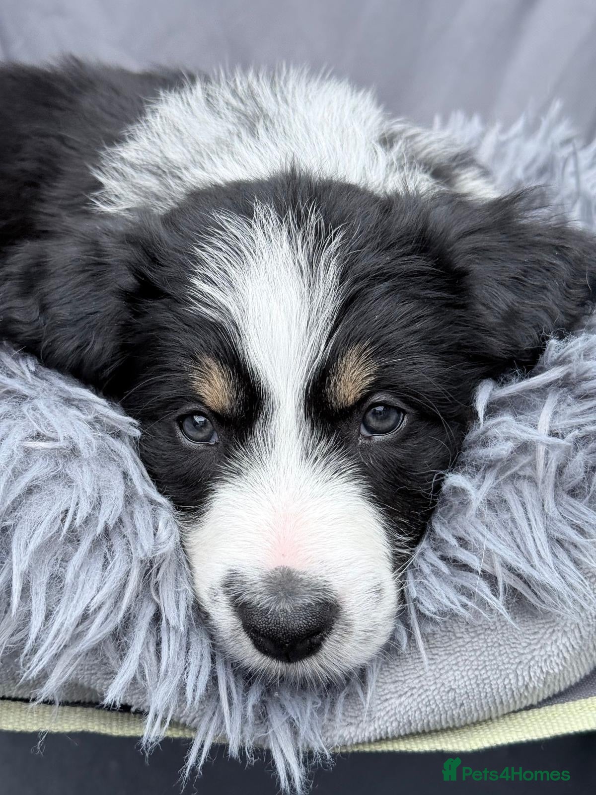 Mixed Breed dogs Bearded Collie x Border Collie Puppies - Advert 2
