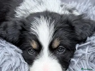 Mixed Breed dogs Bearded Collie x Border Collie Puppies - Advert 2