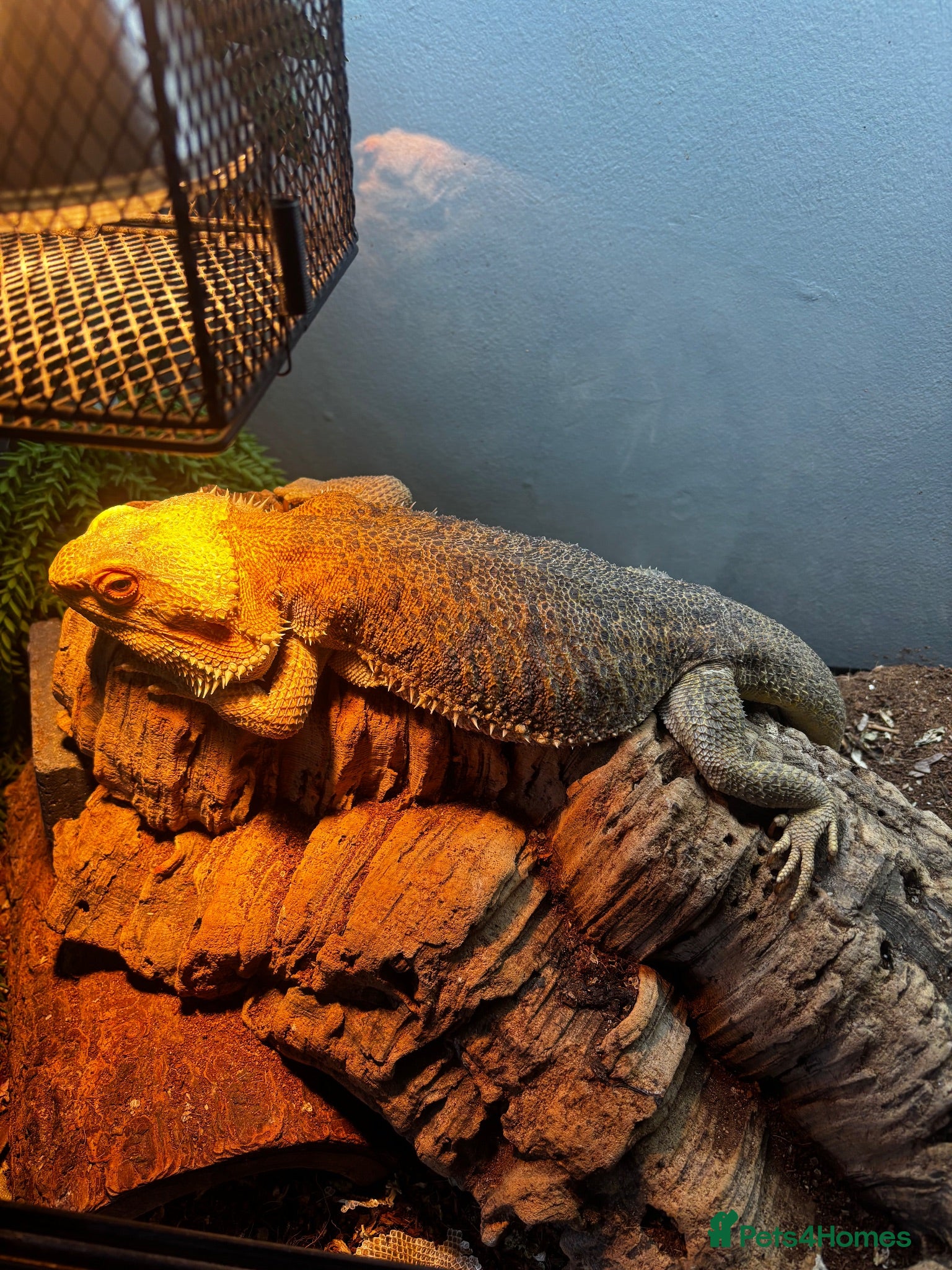 Bearded Dragon reptiles Beautiful big boy  - Advert 2