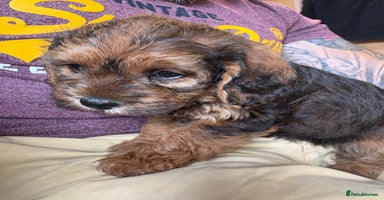 Mixed Breed dogs - Advert 4
