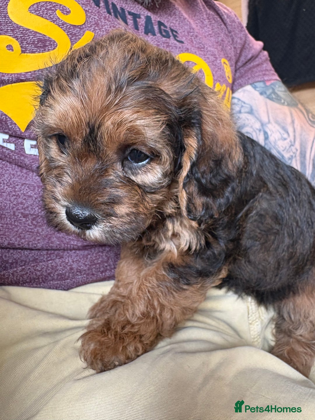 Mixed Breed dogs for sale: Boarder terrier cross Toy poodle - Image 2