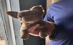 French Bulldog dogs for sale: Three beautiful French bulldogs  - Image 3