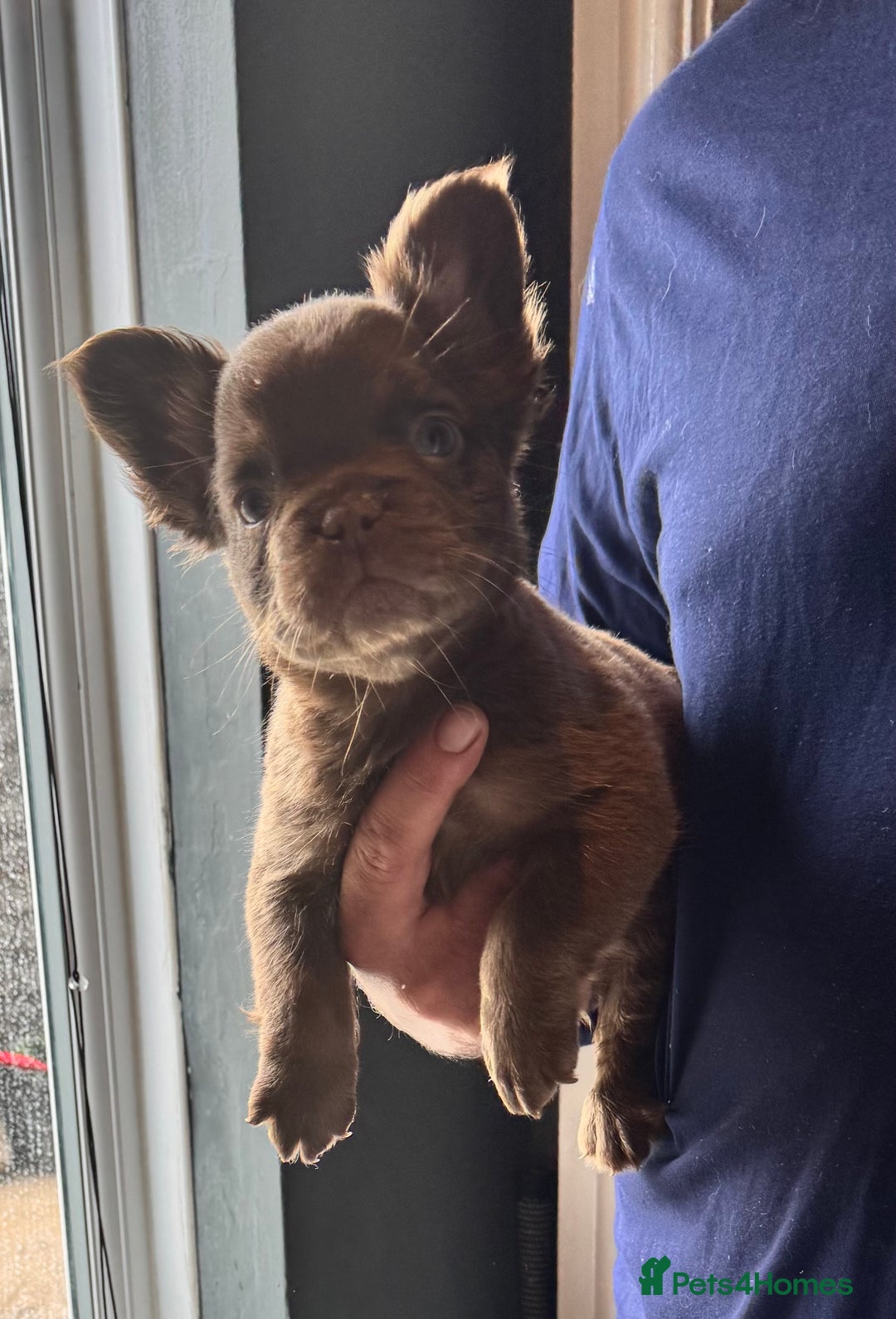 French Bulldog dogs for sale: Three beautiful French bulldogs  - Image 3