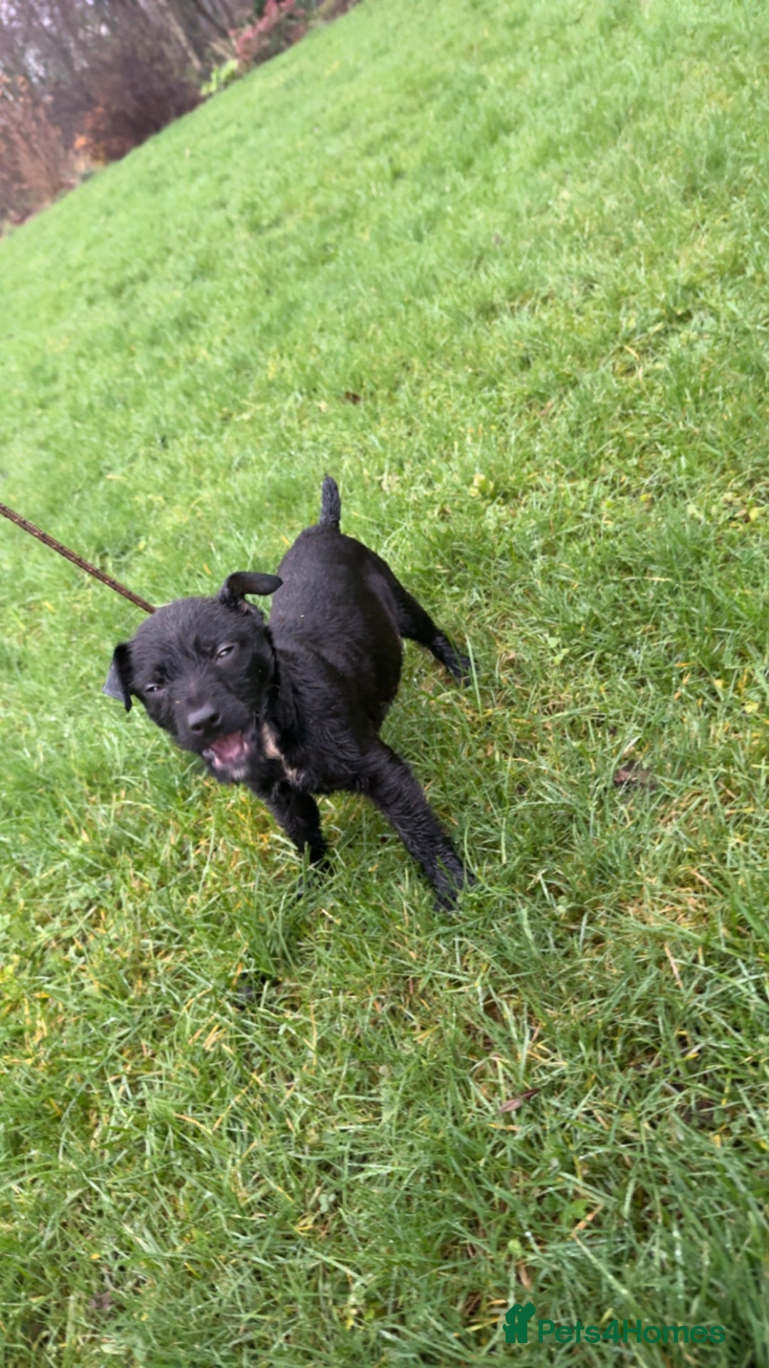 Patterdale Terrier dogs for sale: Paterdale bitch  - Advert 3