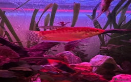 Plecos fish for sale: Juvenile bristle-nose plecos - Image 6