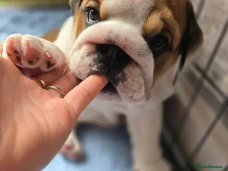 English Bulldog dogs 🐾 Beautiful KC Reg English Bulldog Puppies 🐶 - Advert 1