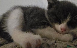 Dwelf cats for sale: beautiful kittens - Image 2