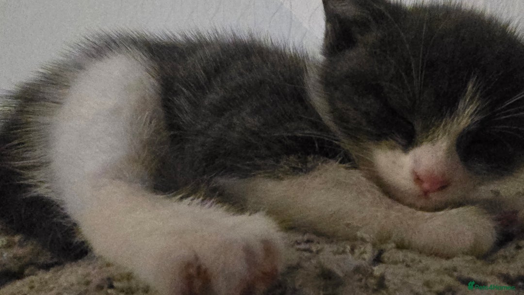 Dwelf cats for sale: beautiful kittens - Image 2