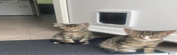Mixed Breed cats for sale: Two Sisters 16 weeks old - Advert 9