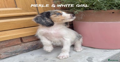 Mixed Breed dogs in Rhayader - Advert 4