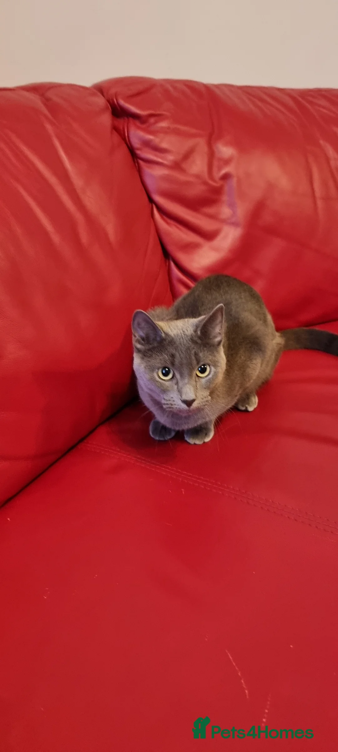 Russian Blue cats for sale: Blue Russian Cat Looking for a Loving Home - Advert 3