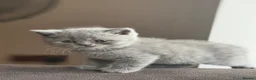 British Shorthair cats for sale: British short hair grey / blue kittens  - Advert 34