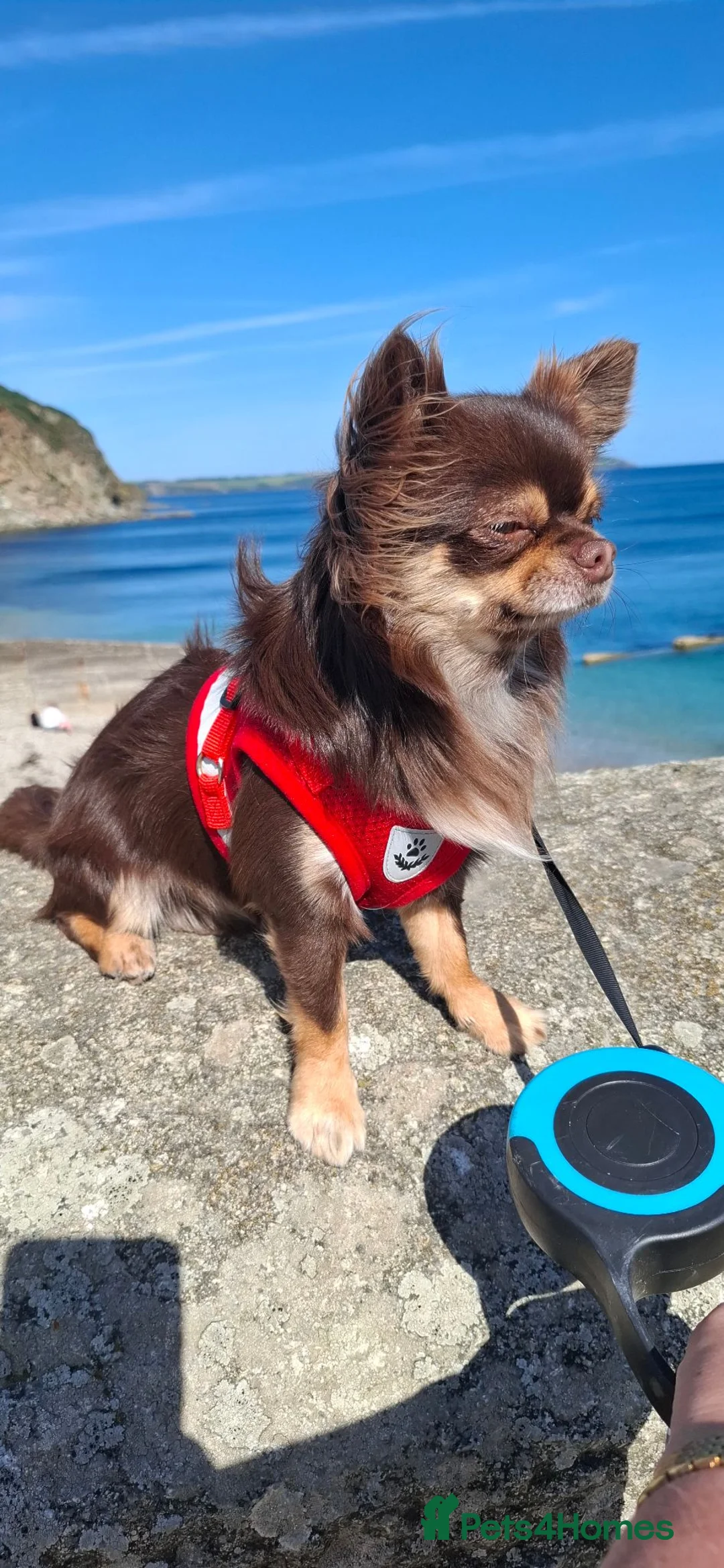 Chihuahua dogs for stud: Longhair Chahauha  - Advert 3