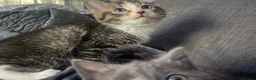 British Shorthair cats for sale: Two Beautiful Boys  - Advert 5