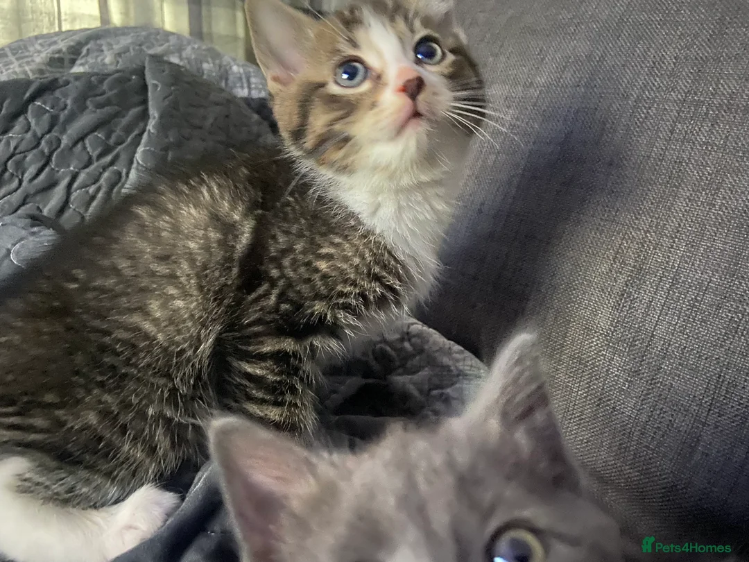 British Shorthair cats for sale: Two Beautiful Boys  - Advert 5