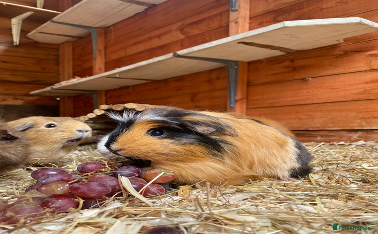 Guinea Pig rodents - Advert 1
