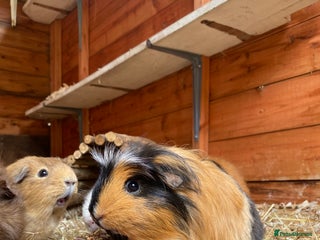 Guinea Pig rodents - Advert 3