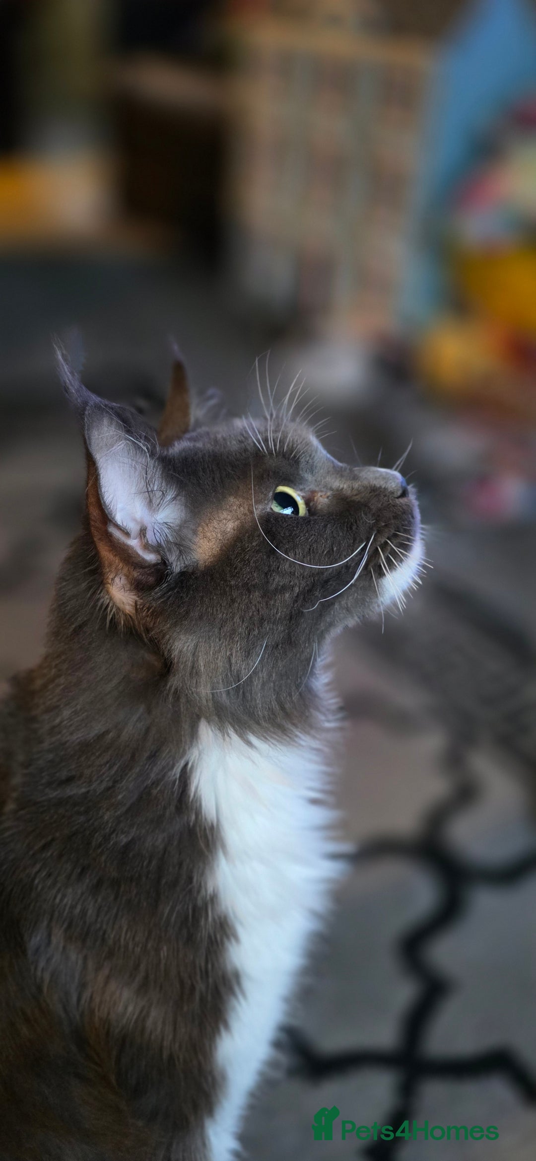 Maine Coon cats for sale: Beautiful Maine Coon Kittens Available - Advert 9