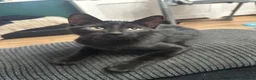 Mixed Breed cats for sale: Black kitten in Hull - Advert 3