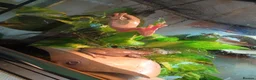 Frog reptiles for sale: Blue Eyed Whites Tree Frogs - Advert 2