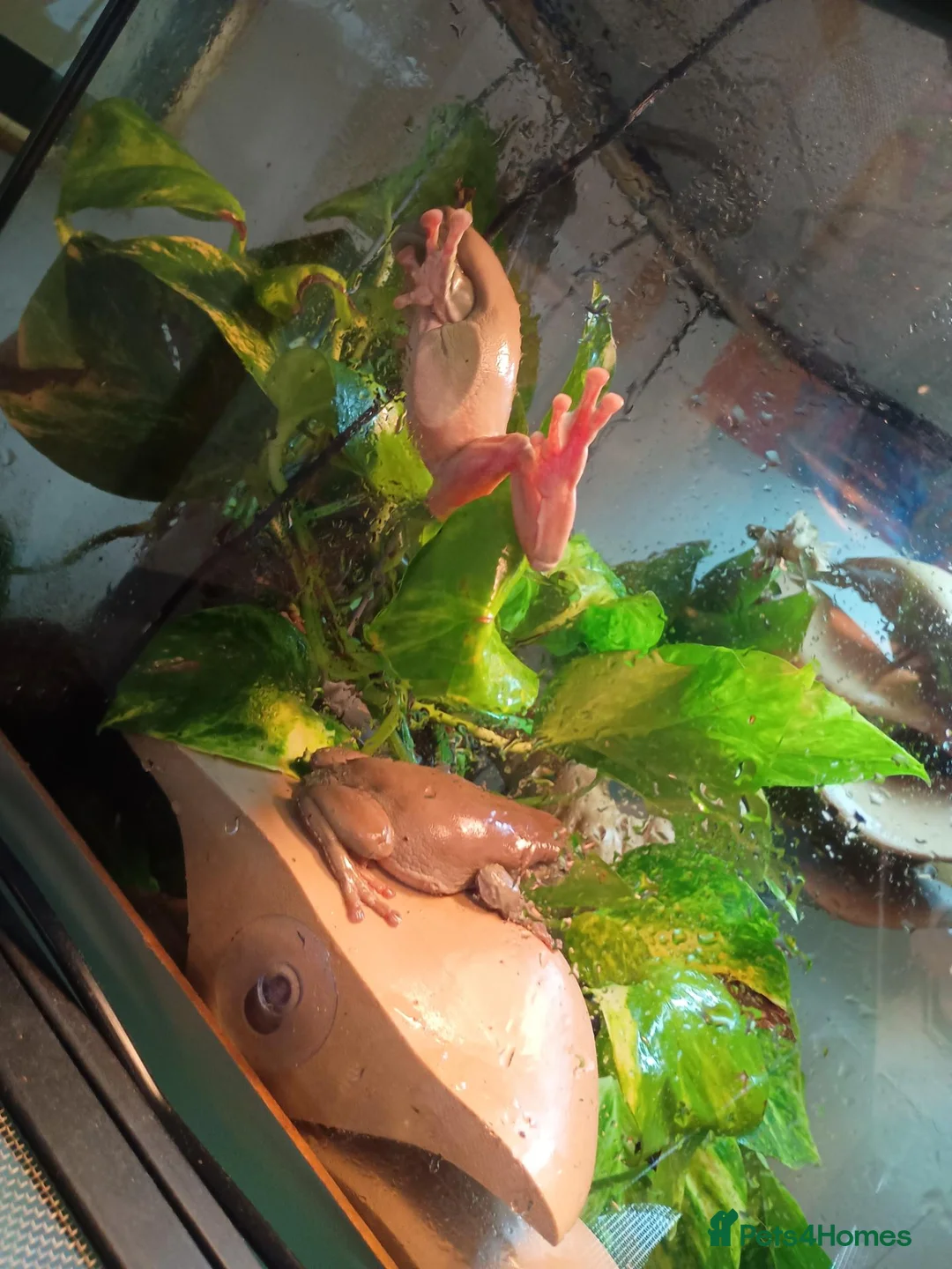 Frog reptiles for sale: Blue Eyed Whites Tree Frogs - Advert 2