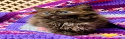 Mixed Breed cats for sale: 💖 MAINE COON X RAGDOLL *PARENTS HEALTH TESTED* 💖 - Advert 34