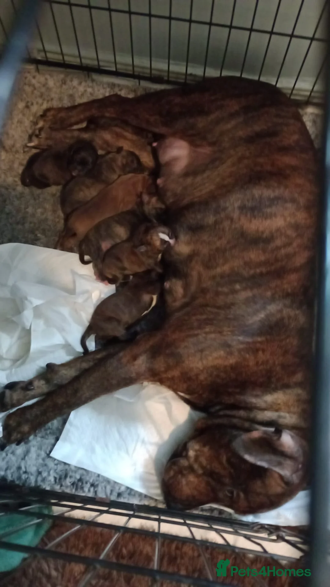 Staffordshire Bull Terrier dogs for sale:  brindle and red Staffordshire bull terriers - Advert 13