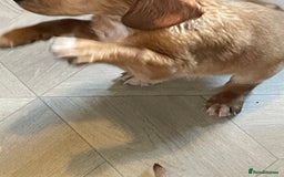 Labrador Retriever dogs for sale: Stunning Labrador puppies ready Wednesday!!! - Image 17