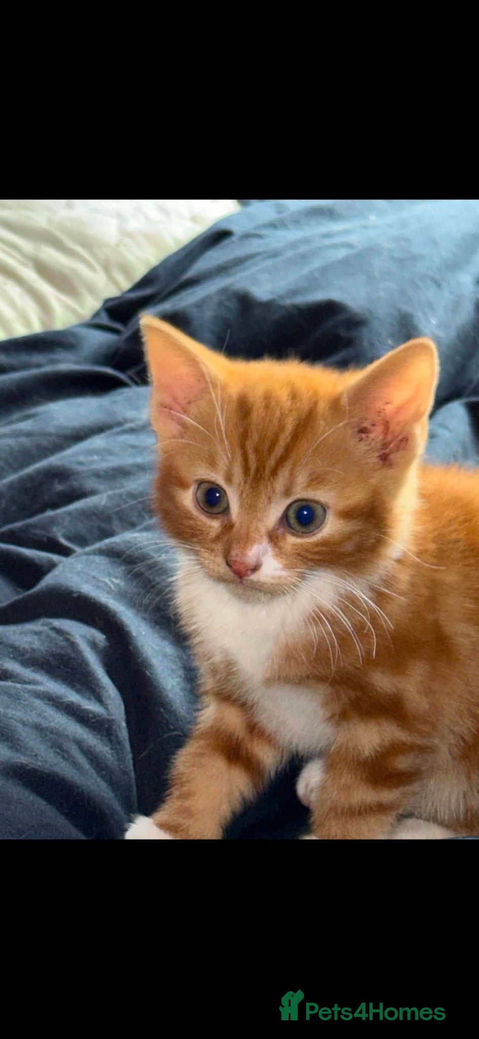 Mixed Breed cats for sale: Ginger kittens  - Advert 1