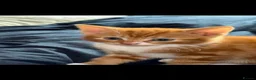 Mixed Breed cats for sale: Ginger kittens  - Advert 3