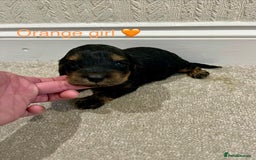 Cockapoo dogs for sale: ADORABLE COCKAPOO PUPPIES BOTH PARENTS ARE HERE  - Image 10